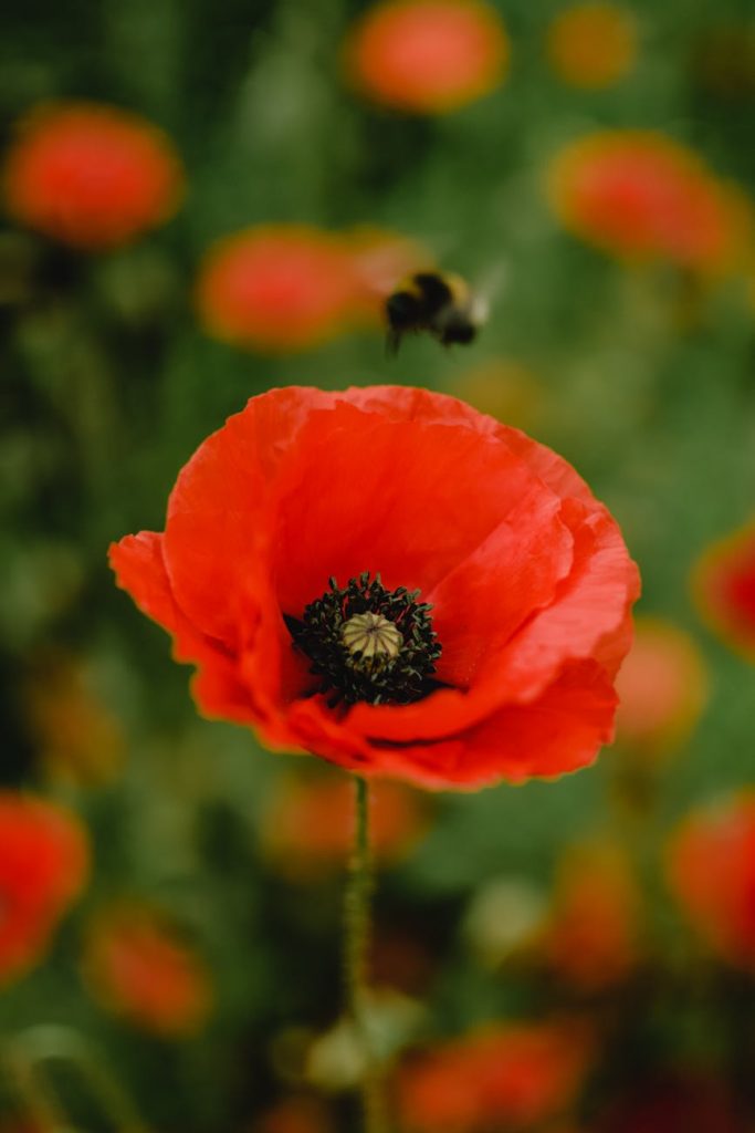 bee over red poppy flower